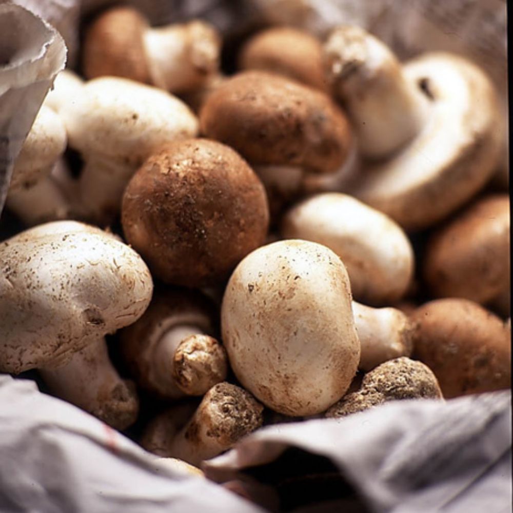 Champignonnière de la Perrière a crouy