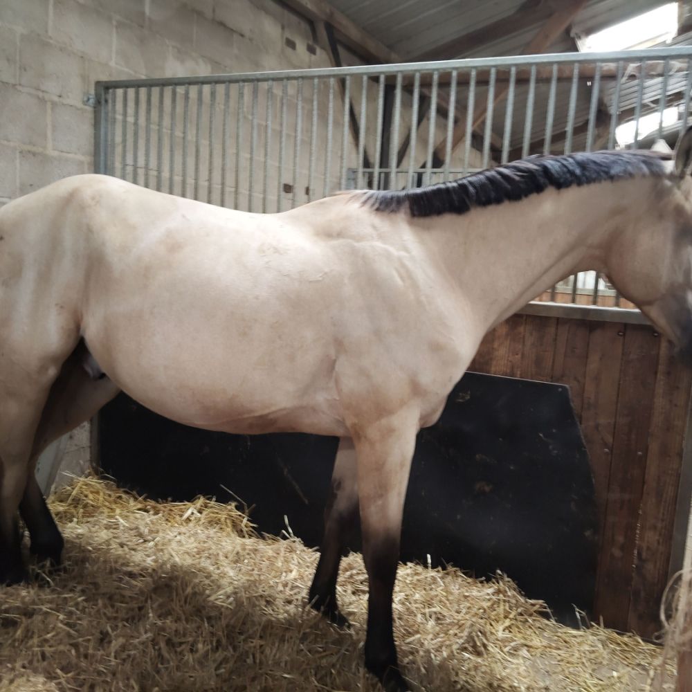 Les Ecuries de Vendielo a crouy